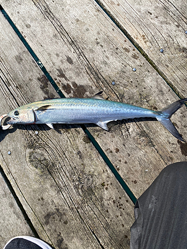 サゴシの釣果