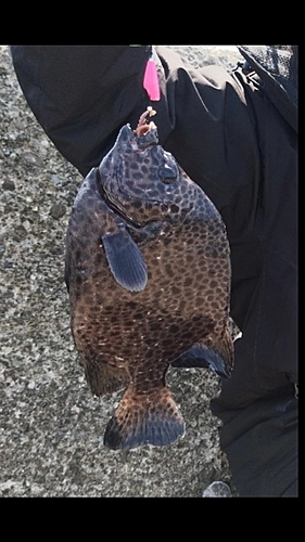 イシガキダイの釣果