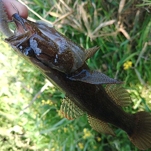 カワアナゴの釣果