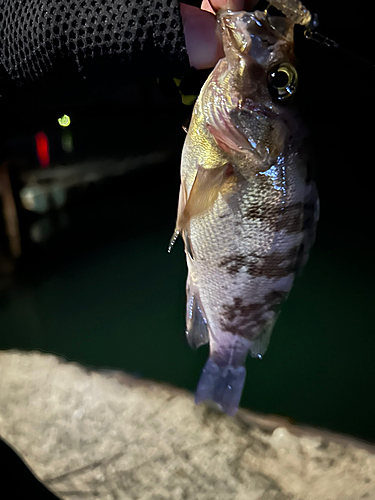 メバルの釣果