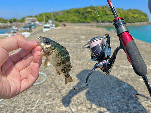 クロメバルの釣果