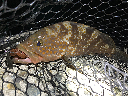 アコウの釣果