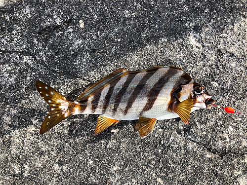 タカノハダイの釣果