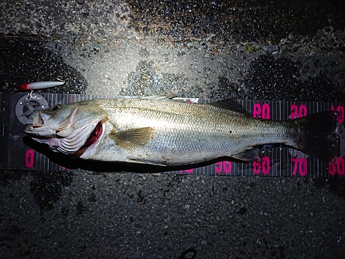 シーバスの釣果