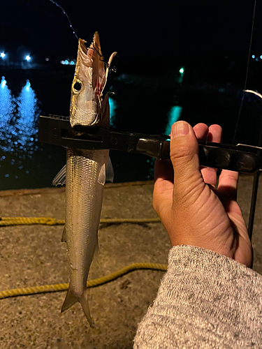 アカカマスの釣果