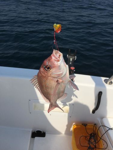 マダイの釣果