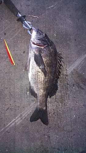 チヌの釣果