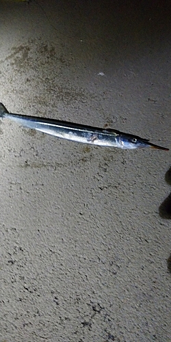 クロマグロの釣果