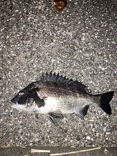 チヌの釣果