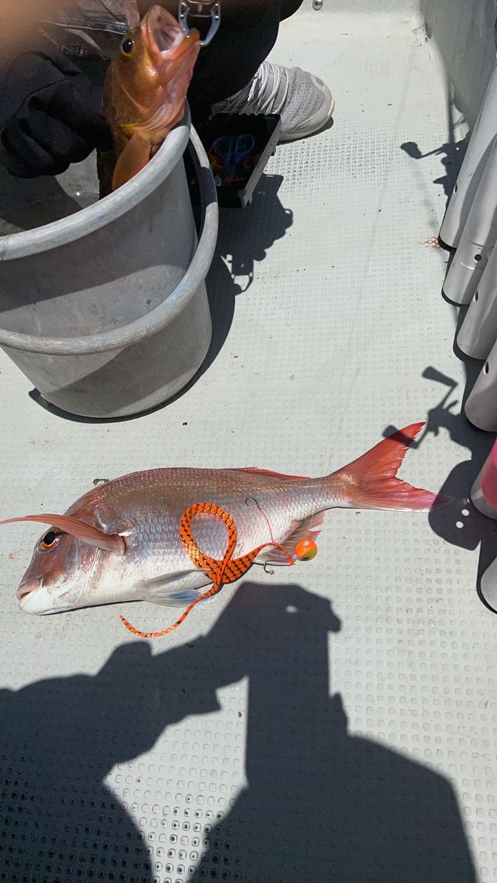 みるあさんの釣果 1枚目の画像