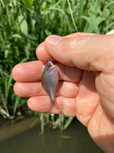 タナゴの釣果