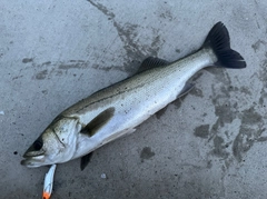 スズキの釣果