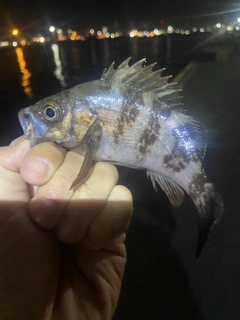 シロメバルの釣果