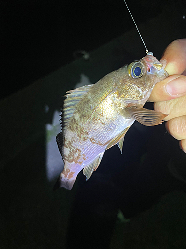 メバルの釣果