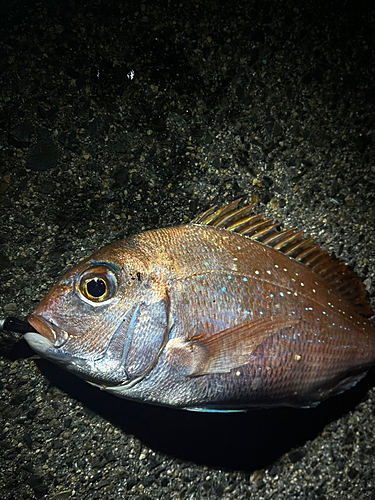 タイの釣果