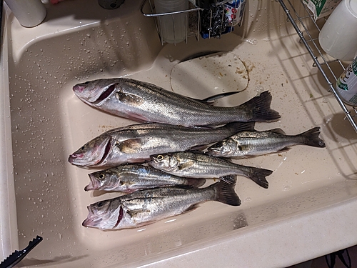 シーバスの釣果