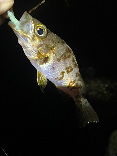 メバルの釣果