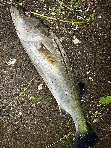 セイゴ（マルスズキ）の釣果