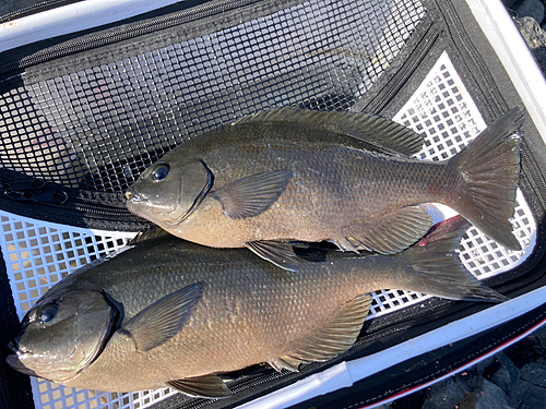 メジナの釣果