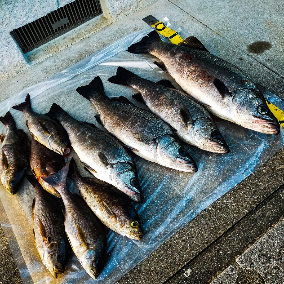 釣りとびさんの釣果 2枚目の画像