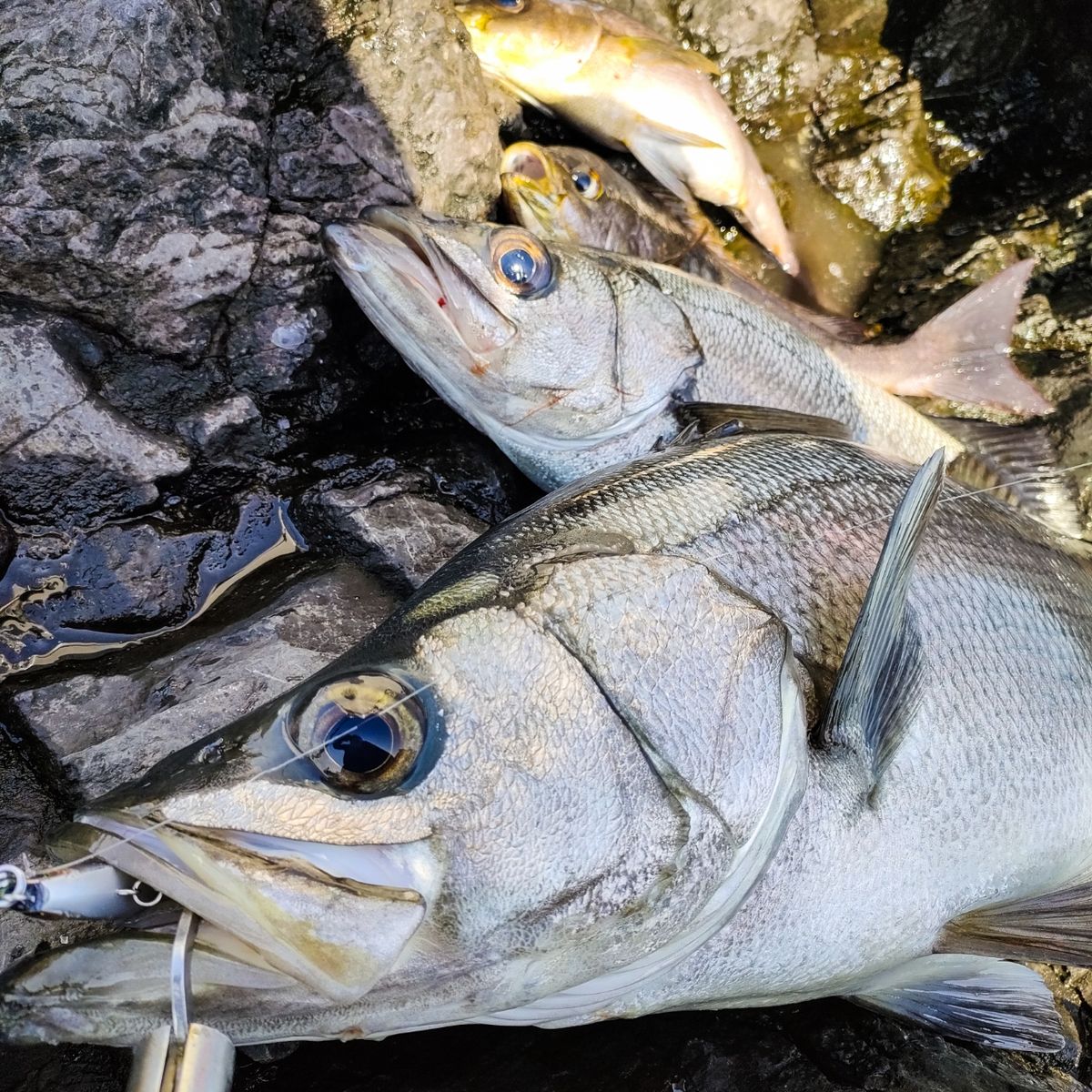 釣りとびさんの釣果 3枚目の画像