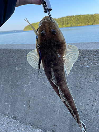 マゴチの釣果