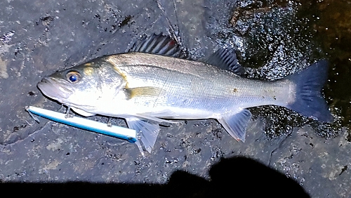 セイゴ（マルスズキ）の釣果