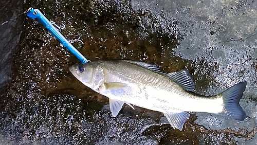 セイゴ（マルスズキ）の釣果