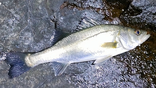 セイゴ（マルスズキ）の釣果