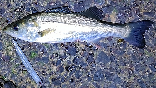 セイゴ（マルスズキ）の釣果