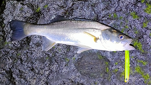 セイゴ（マルスズキ）の釣果