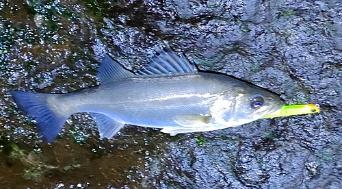 セイゴ（マルスズキ）の釣果