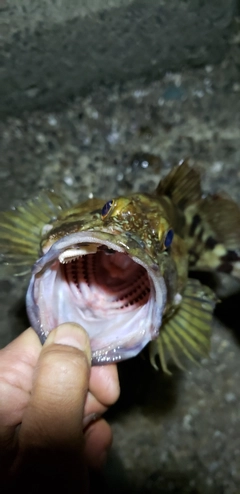 カサゴの釣果