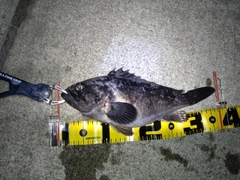 クロソイの釣果