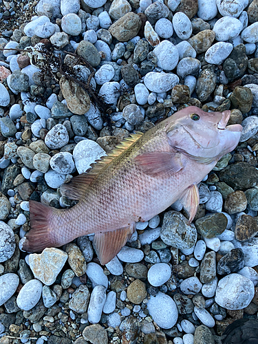 カンダイの釣果