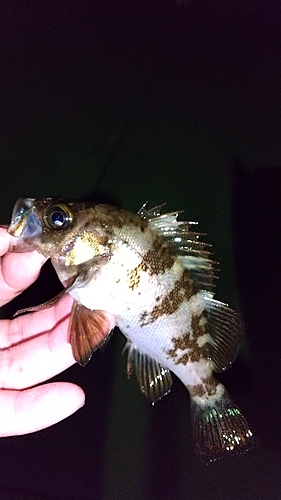 メバルの釣果