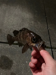 メバルの釣果