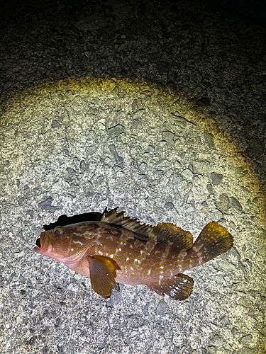 アコウの釣果