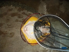 アカエイの釣果