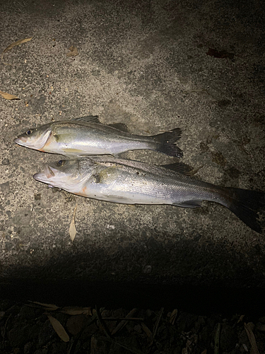 スズキの釣果