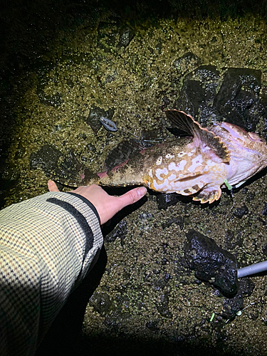 カジカの釣果