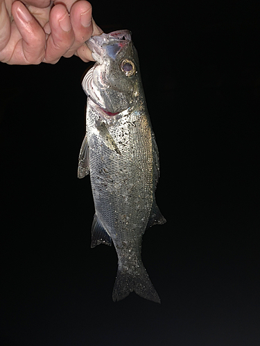 セイゴ（マルスズキ）の釣果