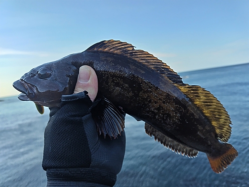 アイナメの釣果