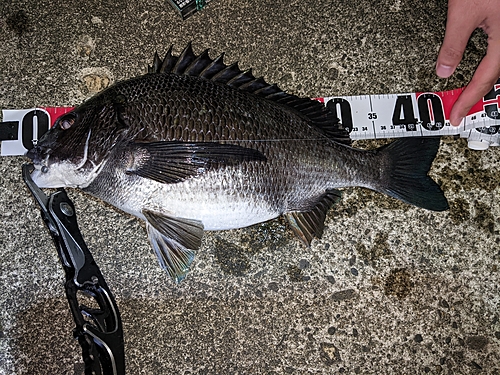 クロダイの釣果