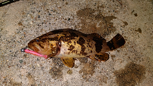 タケノコメバルの釣果