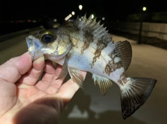 シロメバルの釣果