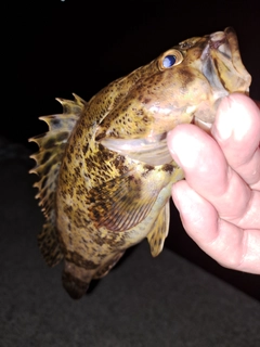 タケノコメバルの釣果