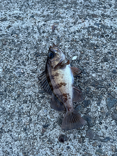 メバルの釣果