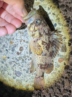 タケノコメバルの釣果