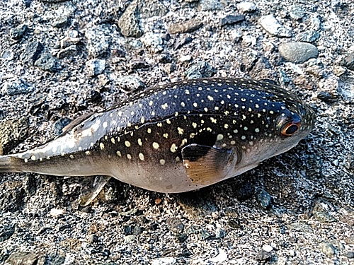 クサフグの釣果